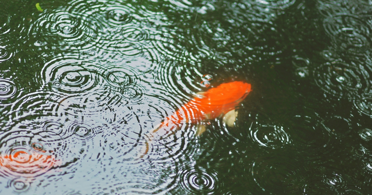 Two orange koi fish swimming in a rainy pond.