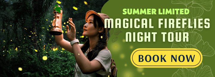 Left: A Japanese woman wearing a white t-shirt and tan fedora-style hat reaches out to touch fireflies floating around the lantern she is holding. Right: "Summer limited magical fireflies night tour, book now" on a green background.