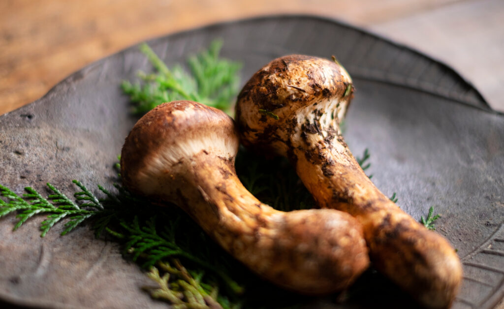 Two matsutake mushrooms sitting on a bed of green sprigs on top of a black plate made of rough textured ceramic.
