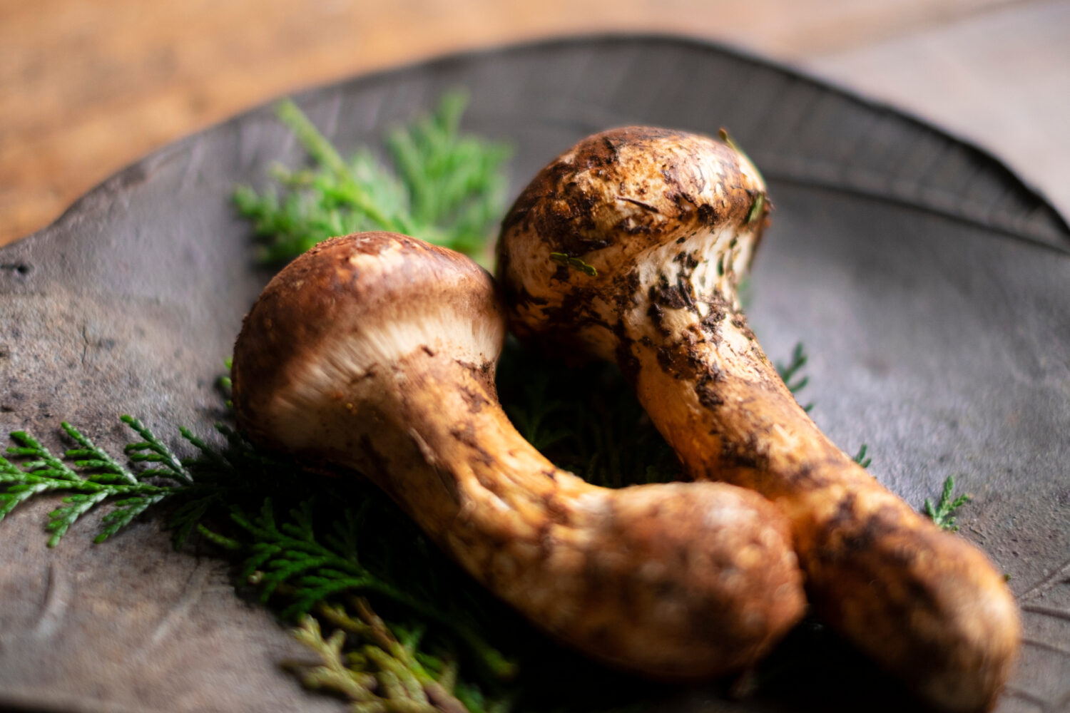 Two matsutake mushrooms sitting on a bed of green sprigs on top of a black plate made of rough textured ceramic.