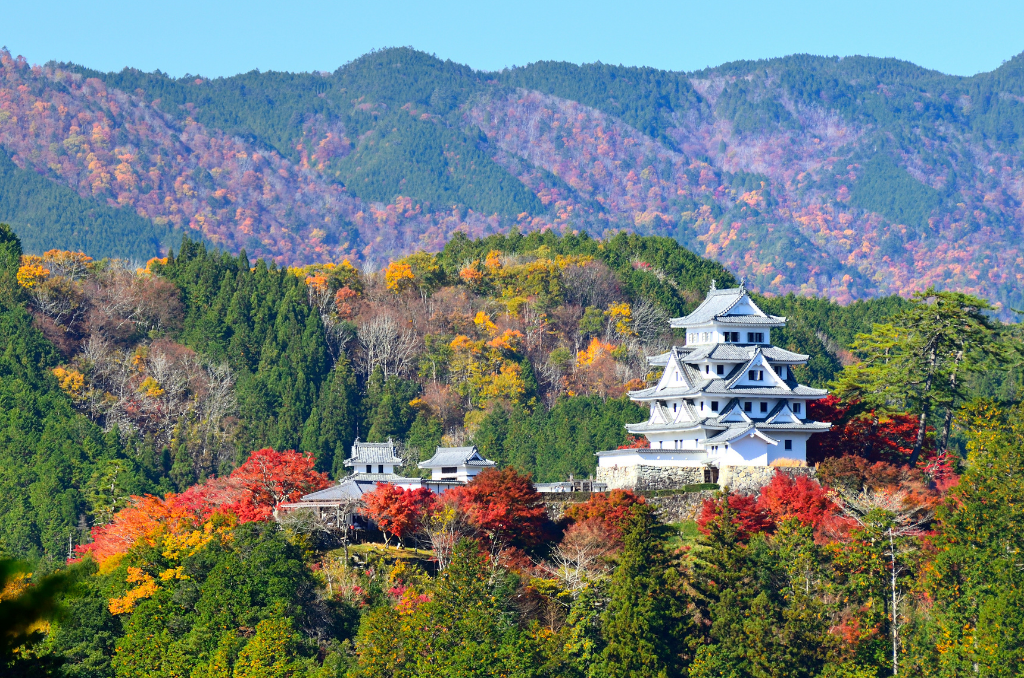 The white, black, and silver Gujo Hachiman Castle from a distance, surrounded by mountains bursting with shades of green, orange, yellow, and red for the fall season beneath a clear blue sky.