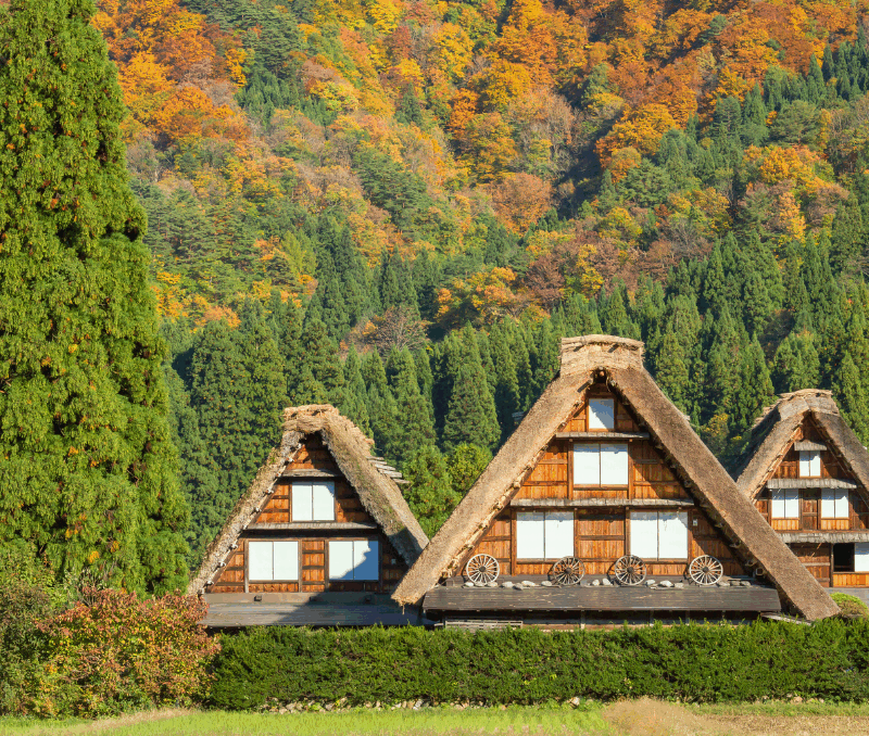 Three thatched roof houses in Shirakawago on a bright, sunny day, framed by mountains and trees on every side in brilliant shades of green, orange, and yellow for fall.