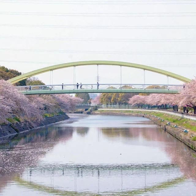 🌸 BEST CHERRY BLOSSOM SPOTS IN NAGOYA! 🌸 Spring in Japan means one thing—sakura season! 🌸✨ Nagoya comes alive with stunning cherry blossoms, and we’ve put together a guide to the 15 best places to enjoy them! From famous parks to hidden local gems, these spots offer the perfect hanami experience.Looking for the best places to see cherry blossoms in Nagoya in 2025? 🌸 Check out our full guide! 👉https://www.nagoyaisnotboring.com/cherry-blossoms-around-nagoya/ — Which spot is your favorite for hanami? Or do you have a secret sakura spot? 🌸 Let us know in the comments! 👇 — #CherryBlossoms #Sakura #Hanami #NagoyaSakura #SpringInJapan #VisitNagoya #NagoyaCherryBlossoms #NagoyaHanami #JapanTravel #SakuraSeason #nagoyaisnotboring #nagoyajapan #visitjapan #nagoyatours #nagoyasightseeing #nagoyatour #nagoyaexperience #nagoyaprivateguide #nagoyaprivatetour #localguide #nagoyalocalguide