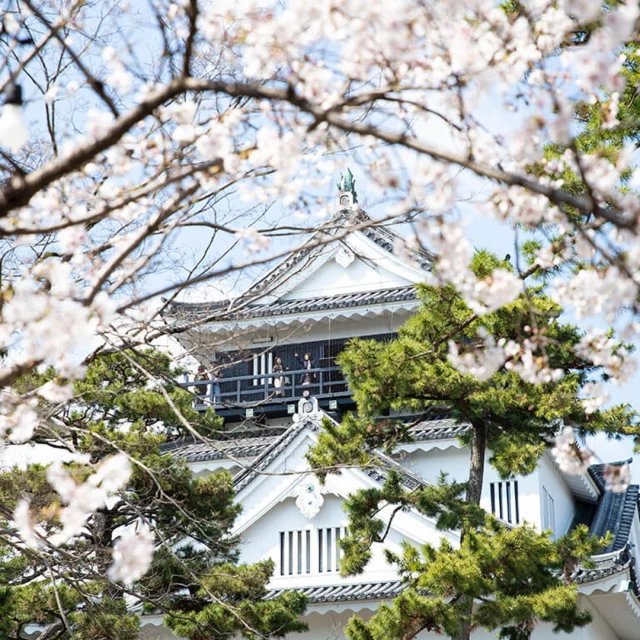 💜 SEE WISTERIA IN FULL BLOOM AT OKAZAKI PARK! 💜 Spring in Japan isn’t just about cherry blossoms—wisteria season is just as breathtaking! 🌿✨ One of the best places to experience wisteria in Nagoya is Okazaki Park, where gorgeous purple flowers drape over wooden trellises, creating a picture-perfect spring scene. 📸💜And the best part? You can see these stunning wisteria blooms for yourself on our Okazaki tour! 🌸⛩️ Stroll through the historic park, visit Okazaki Castle 🏯, and soak in the beauty of spring.🌿 Learn more about our Okazaki experience here: https://www.nagoyaisnotboring.com/tour/samurai-food-and-history-tour-in-okazaki/Have you ever seen wisteria in full bloom? Let us know in the comments! 👇✨ #Wisteria #WisteriaSeason #SpringInJapan #JapanFlowers #OkazakiPark #OkazakiCastle #NagoyaDayTrip #NagoyaSpring #NagoyaTravel #NagoyaisNotBoring #Japan #Japon #Visitjapan #Aichi #Aichinow #nagoya #nagoyajapan #visitnagoya #nagoyatours #nagoyasightseeing #nagoyaexperience #nagoyaprivateguide #nagoyaprivatetour #localguide #nagoyalocalguide