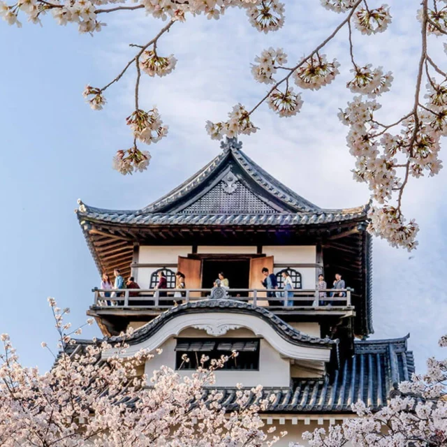 🌸✨ SPRING IN NAGOYA: EVERYTHING YOU NEED TO KNOW ✨🌸 From riverside paths and historic parks to quiet neighborhood spots, Nagoya and Aichi offer more cherry blossom views than most travelers expect. Hanami, Japan’s tradition of enjoying the blossoms with friends, food, and drinks, can be lively or peaceful, depending on where you go. In our latest guide, we share 15 of the best hanami spots across Nagoya and Aichi so you can enjoy sakura your way.Cherry blossom season is short but unforgettable—plan ahead and don’t miss it!👉 Read the full cherry blossom & hanami guide: https://www.nagoyaisnotboring.com/cherry-blossoms-around-nagoya/\#japan \#visitjapan \#japantravel \#aichi \#aichinow \#nagoya \#nagoyajapan \#visitnagoya \#nagoyaisnotboring \#nagoyatours \#nagoyasightseeing \#nagoyaexperience \#localguide \#nagoyalocalguide \#sakura \#cherryblossoms \#hanami \#springinjapan \#discoverjapan \#travelinspiration \#japantrip