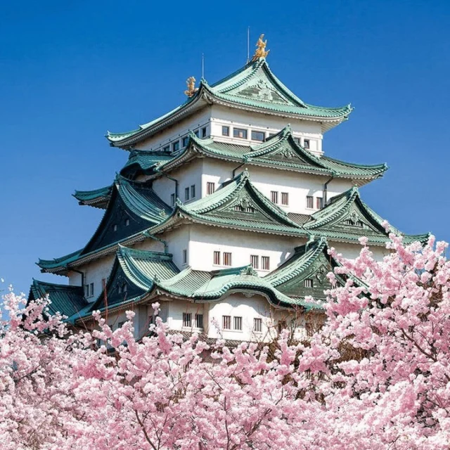 🌸🏯 SPRING IN NAGOYA: CASTLE VIEWS, CHERRY BLOSSOMS & MATCHA 🍵✨ While Nagoya is great to visit at any time of year, the cherry blossom season is one of the best times for sightseeing. Why not join our Full-Day Nagoya Private Tour to take advantage of the blooms?Running year-round, this comprehensive tour offers an exciting look at some of the city’s most iconic spots from Nagoya Castle to the serene gardens of Shirotori–wrapping up with some slurp-worthy Kishimen noodles, of course!Perfect for first-time visitors, cherry blossom lovers, and anyone looking to experience Nagoya beyond the usual sightseeing. With a local guide, you’ll learn the stories behind the castle, the city, and the season itself.👉 Learn more and reserve your spot here: https://www.nagoyaisnotboring.com/tour/nagoya-private-tour/\#sakura \#cherryblossoms \#nagoyacherryblossoms \#Japan \#Japon \#Visitjapan \#Aichi \#Aichinow \#nagoya \#nagoyajapan \#visitnagoya \#nagoyaisnotboring \#nagoyatours \#nagoyasightseeing \#nagoyatour \#nagoyaexperience \#nagoyaprivateguide \#nagoyaprivatetour \#localguide \#nagoyalocalguide
