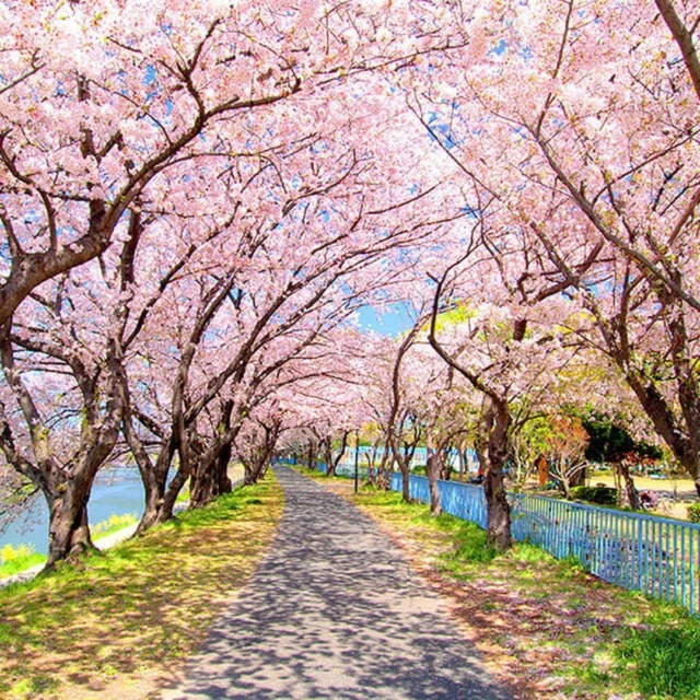 🌸✨ SPRING IN NAGOYA: EVERYTHING YOU NEED TO KNOW ✨🌸 Spring is one of the best times to explore Nagoya, with mild weather, seasonal food, and events that bring the city to life.Looking for a place to enjoy sakura without the crowds of Tokyo or Kyoto? Nagoya offers beautiful cherry blossom views, relaxed parks, and a more local atmosphere, so you can slow down, take photos, and truly enjoy spring in Japan.In our new guide, we cover must-see city spots, easy day trips, spring-only foods, and seasonal festivals, perfect for planning your visit during cherry blossom season and beyond.👉 Read the complete spring guide: https://www.nagoyaisnotboring.com/best-things-to-do-in-nagoya-in-spring-everything-you-need-to-know/\#japan \#visitjapan \#japantravel \#aichi \#aichinow \#nagoya \#nagoyajapan \#visitnagoya \#nagoyaisnotboring \#nagoyatours \#nagoyasightseeing \#nagoyaexperience \#localguide \#nagoyalocalguide \#springinjapan \#nagoyaspring \#sakura \#cherryblossoms \#discoverjapan \#travelinspiration \#japantrip